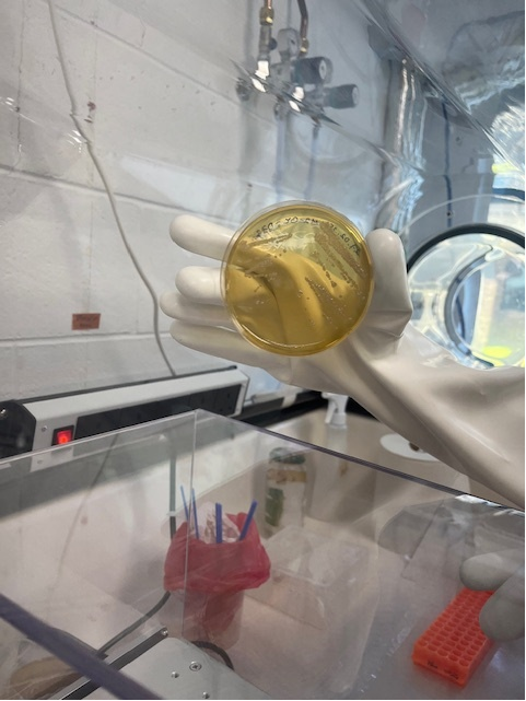 Defining the Future of Agri-Food: Methane Mitigation Strategies For Ruminants